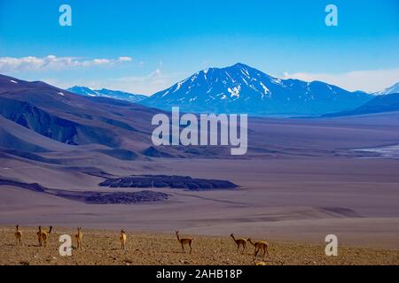 Un troupeau de vigognes, devant une le Salar de Arizaro salt lake appartements, appuyée par un volcan enneigées près de Tolar Grande dans la haute altitude puna altiplano désert près de Salta en Argentine Banque D'Images