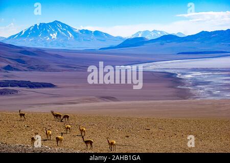 Un troupeau de vigognes, devant une le Salar de Arizaro salt lake appartements, appuyée par un volcan enneigées près de Tolar Grande dans la haute altitude puna altiplano désert près de Salta en Argentine Banque D'Images