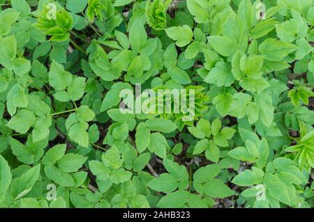 Vue de dessus de la terre, couvert de plantes avec de jeunes feuilles vertes. Fond naturel.Soft focus, focus sélectionné Banque D'Images