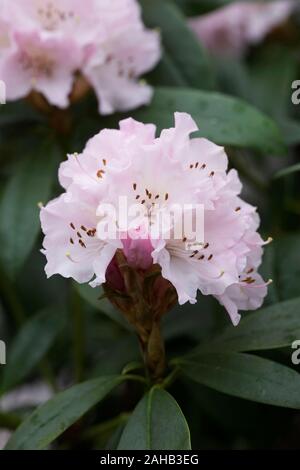 Rhododendron 'Christmas Cheer' fleur. Banque D'Images