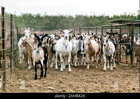 Ferme laitière de chèvre, groupe de curieux fait dans la zone de plume, Capra aeagrus hircus'. Banque D'Images