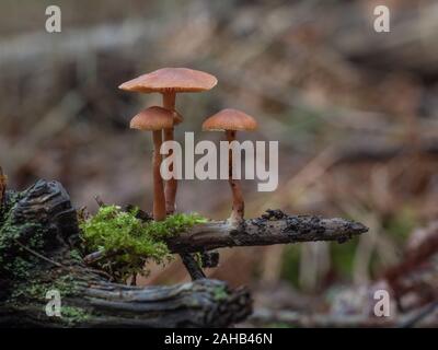 Tubaria furfuracea, communément connu sous le nom de scurfy twriglet croissant à Görvälns naturareservat, Suède. Banque D'Images