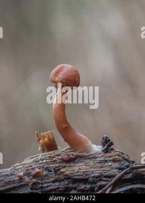 Tubaria furfuracea, communément connu sous le nom de scurfy twriglet croissant à Görvälns naturareservat, Suède. Banque D'Images