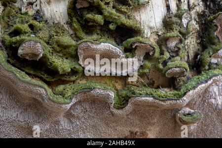 Cerrena unicolor, communément appelée polypore de maze de mousse, est une espèce de champignon poroïde. Banque D'Images