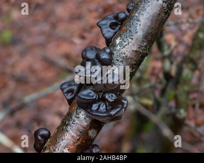 Exidia glandulosa (noms communs beurre de sorcières noires, rouleau de gelée noire, ou champignon de gelée de warty) croissant à Görvälns naturareservat, Järfälla, Suède Banque D'Images