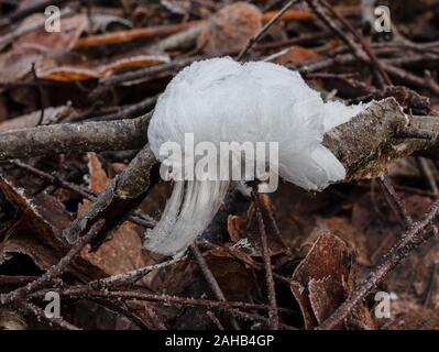 La glace sèche, aussi connu comme la laine ou le givre glace barbe, est un type de glace qui se forme sur le bois mort et prend la forme d'amende, des cheveux soyeux. Banque D'Images