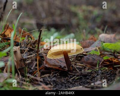 Pied velouté aussi connu sous le nom de champignons champignons d'hiver (Colybie a) croissant dans Görvälns naturreservat, Järfälla, Suède Banque D'Images