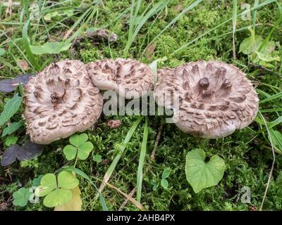 Sarcodon imbricatus, communément connu sous le nom de hérisson ou de hérisson scaleux, croissant à Görvälns naturareservat, Suède. Banque D'Images