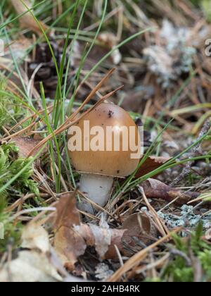 Amanita fulva, communément appelée tawny grisette, Görvälns naturareservat, Suède Banque D'Images