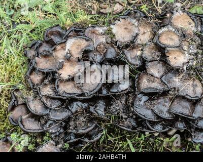 Coprinopsis atramentaria, communément connu sous le nom de la casquette d'encre commune ou de la casquette inky, se développe à Görvälns naturareservat, Suède. Banque D'Images