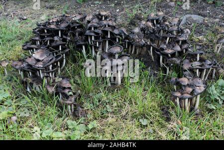 Coprinopsis atramentaria, communément connu sous le nom de la casquette d'encre commune ou de la casquette inky, se développe à Görvälns naturareservat, Suède. Banque D'Images