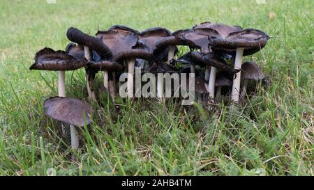 Coprinopsis atramentaria, communément connu sous le nom de la casquette d'encre commune ou de la casquette inky, se développe à Görvälns naturareservat, Suède. Banque D'Images