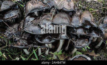 Coprinopsis atramentaria, communément connu sous le nom de la casquette d'encre commune ou de la casquette inky, se développe à Görvälns naturareservat, Suède. Banque D'Images