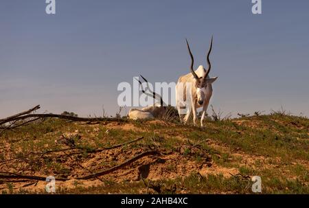 Mendezantelope dans le parc national de Souss Massa, Maroc Banque D'Images