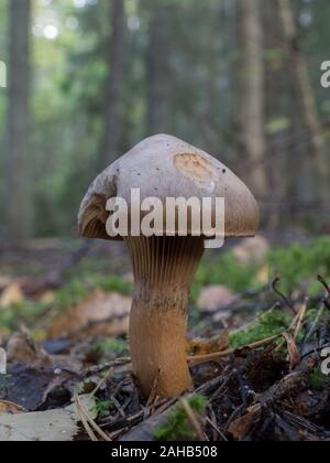 Chroogomphus rutilus, communément connu sous le nom de slimecap brun ou de la pointe de cuivre, se développe à Görvälns naturareservat, Suède. Banque D'Images