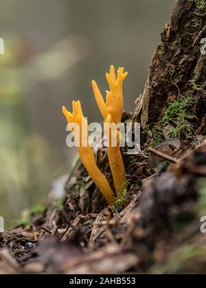 Calocera viscosa ou stagshorn jaune croissant à Görvälns naturareservat, Suède. Banque D'Images