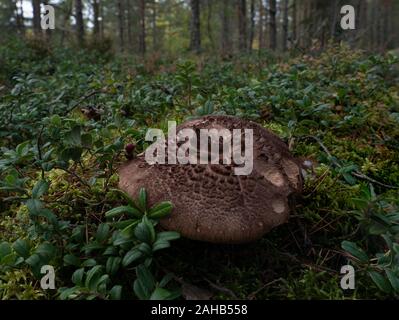 La dent scalaire (Sarcodon squamosus Sarcodon imbricatus) croît à Görvälns naturareservat, Suède. Banque D'Images