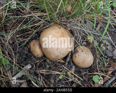 Boule de terre Scleroderma sp. Croissant à Görvälns naturareservat, Suède. Banque D'Images