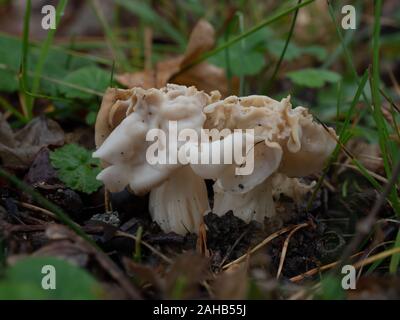 Helvella crispa, également connue sous le nom de selle blanche, de selle d'ailerons ou d'hélices communes qui poussent à Görvälns naturareservat, Suède. Banque D'Images