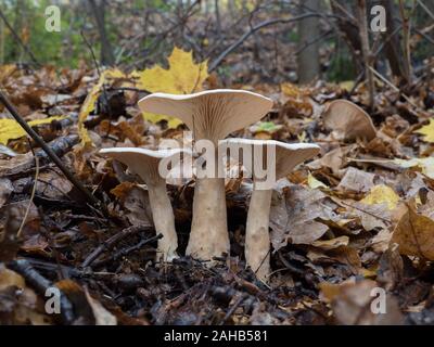 Infundibulicybe geotropa, également connu sous le nom de parade du moine ou de l'entonnoir en croissant Järfälla, Suède Banque D'Images