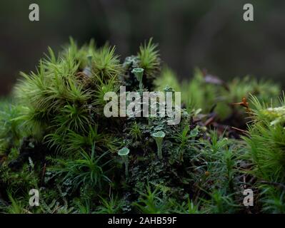 Cladonia (CUP lichen), qui pousse sur des souches d'arbres à Görvälns naturareservat, Suède. Banque D'Images