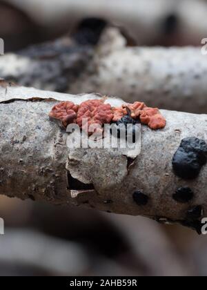 Peniophora rufa et Exidia nigricans qui poussent sur des brindilles de trembles à Görvälns naturareservat, Suède. Banque D'Images