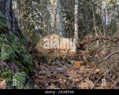 Le champignon du chou-fleur (Sparassis crispa) qui pousse à côté d'un arbre de conifères à Görvälns naturareservat, Järfälla, Suède Banque D'Images