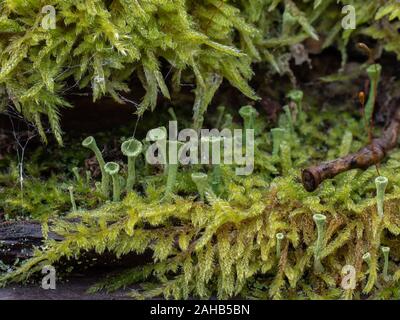 Cladonia (CUP lichen), qui pousse sur des souches d'arbres à Görvälns naturareservat, Suède. Banque D'Images