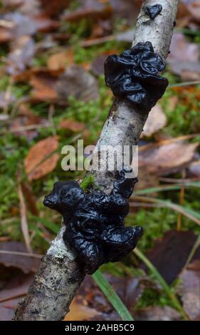 Exidia glandulosa (noms communs beurre de sorcières noires, rouleau de gelée noire, ou champignon de gelée de warty) croissant à Görvälns naturareservat, Järfälla, Suède Banque D'Images