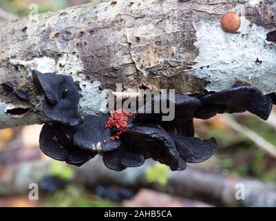 Exidia glandulosa (noms communs beurre de sorcières noires, rouleau de gelée noire, ou champignon de gelée de warty) croissant à Görvälns naturareservat, Järfälla, Suède Banque D'Images