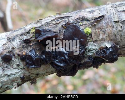 Exidia glandulosa (noms communs beurre de sorcières noires, rouleau de gelée noire, ou champignon de gelée de warty) croissant à Görvälns naturareservat, Järfälla, Suède Banque D'Images