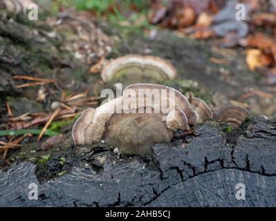 Cerrena unicolor, communément appelée polypore de maze de mousse, est une espèce de champignon poroïde. Banque D'Images