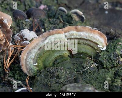 Cerrena unicolor, communément appelée polypore de maze de mousse, est une espèce de champignon poroïde. Banque D'Images