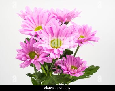 Belles fleurs marguerites rose isolé sur fond blanc Banque D'Images