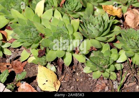 Common houseleek Sempervivum tectorum formant une rosette ou succulentes plantes vivaces à feuillage persistant avec des feuilles sessiles touffetée vert Banque D'Images