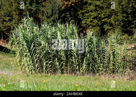 Roseau ou géant ou Arundo donax canne géant ou Elephant grass ou Carrizo ou Espagnol ou Arundo canne ou Colorado river roseau ou canne sauvage vivace haute Banque D'Images