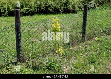 Le Ginkgo biloba de Ginkgo ginkgo ou arbre aux 40 écus ou petite plante avec d'éventail avec nervures rayonnant dans le limbe de la lumière jaune à vert Banque D'Images