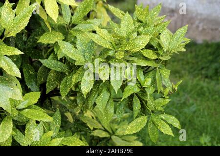 Laurel japonais ou Aucuba japonica ou tachetée laurel ou la poussière d'or ou des plantes dioïques japonais aucuba arbuste dense arrondie verticale plante Banque D'Images