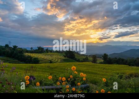 Belles terrasses de riz pendant le coucher du soleil en Pa, le Bong Piang village rural à Chiangmai, Thaïlande Banque D'Images