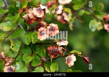 Jérusalem thorn ou Paliurus spina christi ou Garland thorn ou thorn Christs ou couronne d'épines arbuste à feuilles caduques plante avec des fruits mûrs Banque D'Images