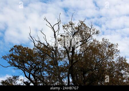 Grand vieux grands arbres dénudés secs devant d'autres arbres remplis de petites feuilles brunes poussant dans des forêts locales sur fond de ciel bleu nuageux Banque D'Images