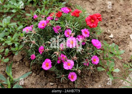 Portulaca grandiflora Moss rose ou Rose ou mousse ou dix heures ou au rose ou au Vietnam a augmenté ou Sun rose ou Rock rose ou Moss rose pourpier Banque D'Images