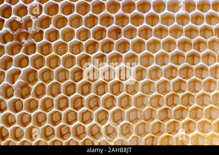 La texture de la cire d'abeilles vide construit par les abeilles, sans intervention humaine Banque D'Images