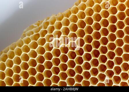 La texture de la cire d'abeilles vide construit par les abeilles, sans intervention humaine Banque D'Images