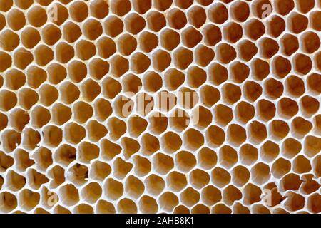 La texture de la cire d'abeilles vide construit par les abeilles, sans intervention humaine Banque D'Images