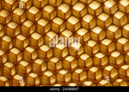 La texture de la cire d'abeilles vide construit par les abeilles, sans intervention humaine Banque D'Images