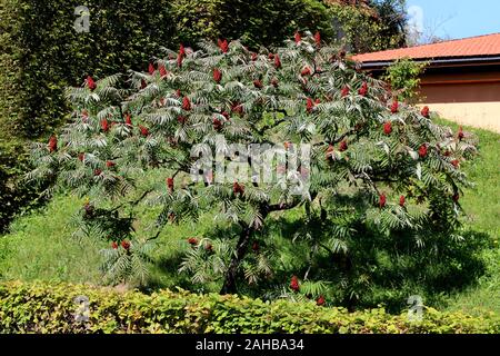 Ou vinaigrier Rhus typhina arbre caduque dioïque rouge foncé avec des fleurs en forme de cône dense et d'autres feuilles pennées planté Banque D'Images