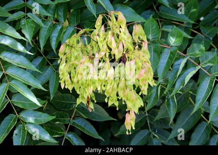 Arbre de ciel ou Ailanthus altissima Ailanthus ou arbre ou d'un vernis ou d'arbre à feuilles caduques à drageons Chouchun avec tas de graines entre popline Banque D'Images