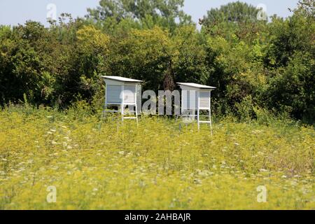 Deux boîtes en bois blanc pour boîtier d'extérieur des instruments météorologiques monté sur metal foundation entouré d'herbe non coupée haut Banque D'Images