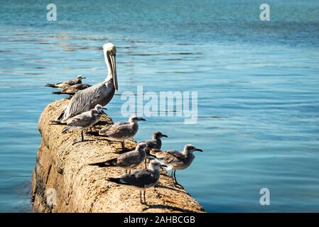 Mouettes et big pelican à la recherche de nourriture dans la mer des Caraïbes sur la jetée. L'eau turquoise. Banque D'Images